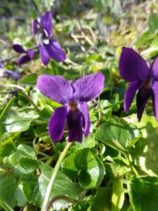 violettes (1)